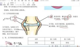 我的动物朋友作文四百字 关于动物的作文